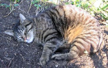 Kater MORITZ vermisst seit 20. Juni 2014 in München-Waldperlach (Isegrimstraße)